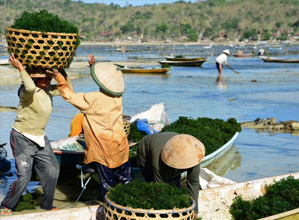 seaweed farmers on nusa lembongan