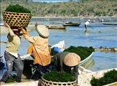 seaweed farmers on nusa lembongan: by mattmac, Views[206]