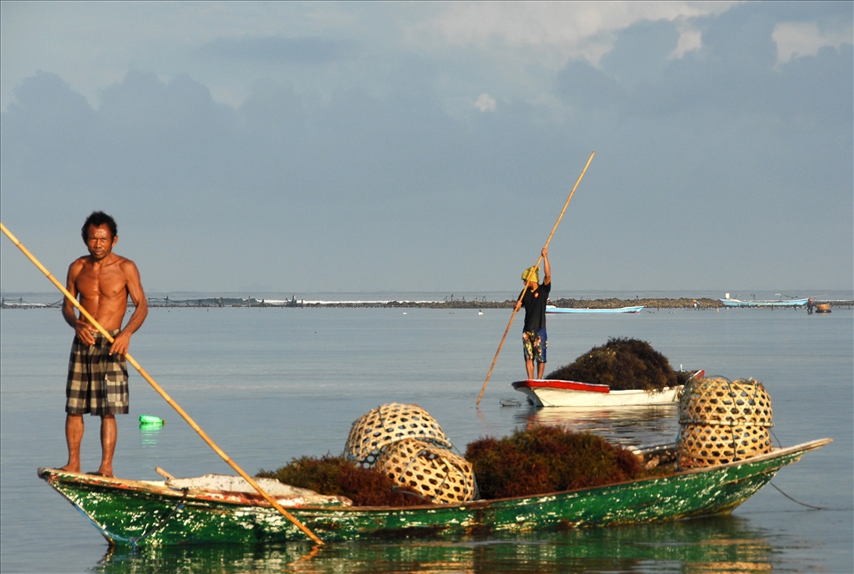 seaweed farmers on nusa lembongan