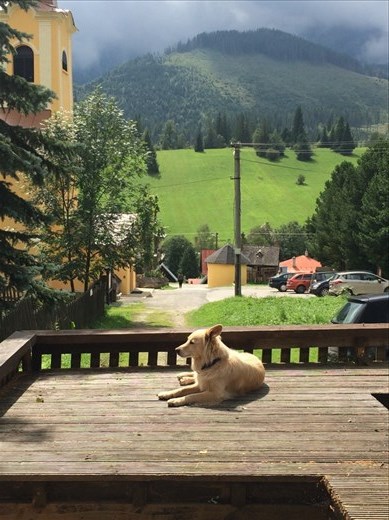 Wally! Ginger Monkey's full-time resident and mascot