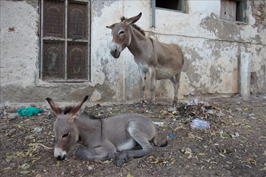 The primary mode of transportation in Lamu overworked donkeys are rarely at rest
