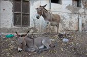 The primary mode of transportation in Lamu overworked donkeys are rarely at rest: by mattsjournal, Views[659]