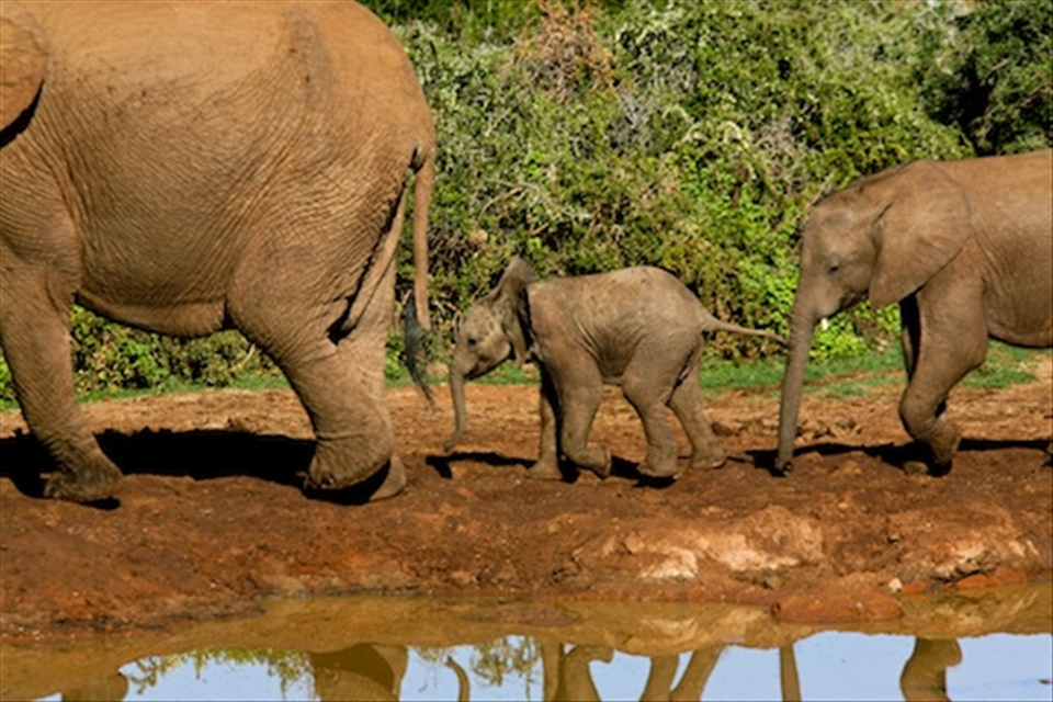 A trio of elephants, 3 generations. Taken in the Garden Route, SA