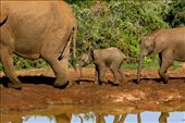 A trio of elephants, 3 generations. Taken in the Garden Route, SA: by mattwilkins, Views[364]