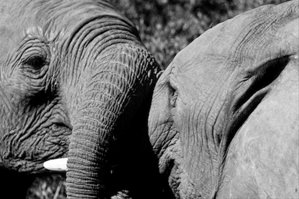 Two young bulls roughhousing. Taken on the Garden Route, SA