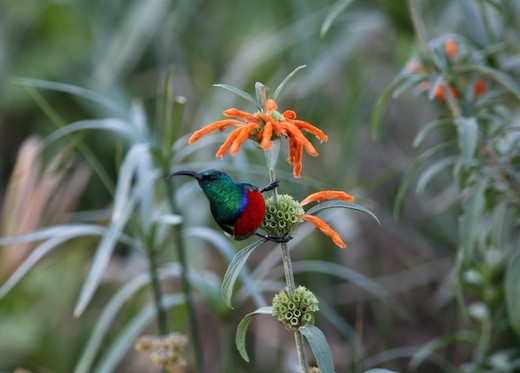Bit a surprise on the side of the road. Taken in Wilderness, SA
