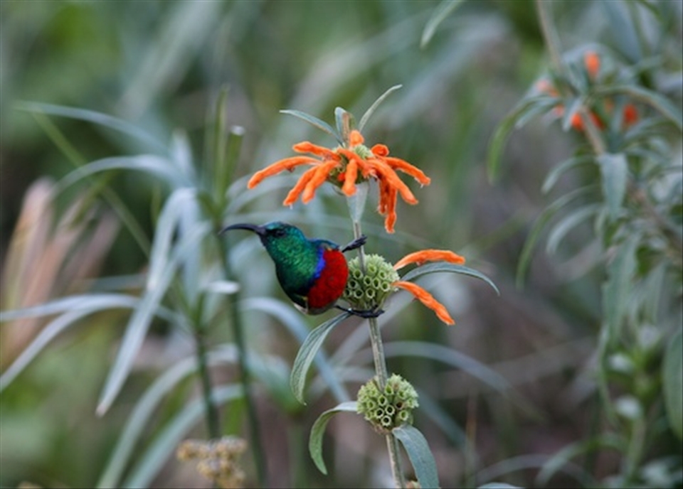 Bit a surprise on the side of the road. Taken in Wilderness, SA