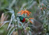 Bit a surprise on the side of the road. Taken in Wilderness, SA: by mattwilkins, Views[275]
