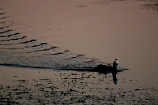 Returning to the shore at dusk. Taken in Wilderness, SA
