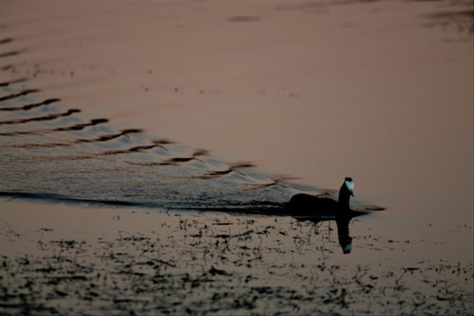 Returning to the shore at dusk. Taken in Wilderness, SA