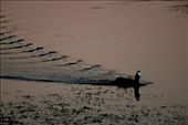 Returning to the shore at dusk. Taken in Wilderness, SA: by mattwilkins, Views[219]