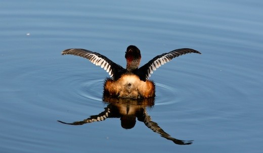 Stretching its wings in the early morning. Taken in Wilderness, SA