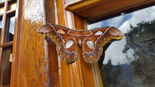 Dont mind me..I'm Wood !