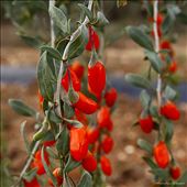 by mavision, Views[247]