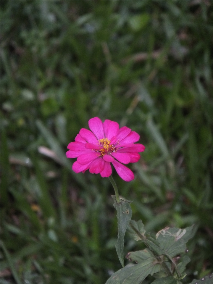 Lonely flower in my garden