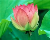 Shri Lakshmi: by maxons, Views[565]