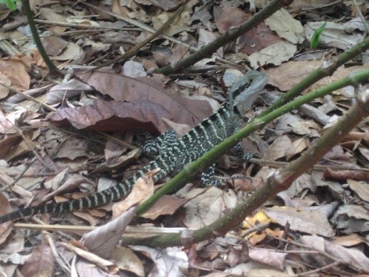 2 foot Lizard ran across our path at the Royal Botanical Gardens. Hilary thought this was a Komodo Dragon