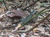 2 foot Lizard ran across our path at the Royal Botanical Gardens. Hilary thought this was a Komodo Dragon: by maxvedder, Views[1263]