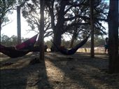 Hammocks in the Eucs: by maxvedder, Views[1294]