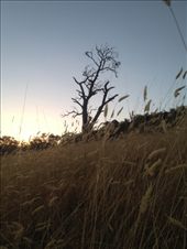 The Bush: by maxvedder, Views[399]