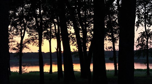 Sitting In the Trees