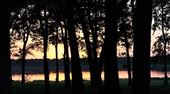 Sitting In the Trees: by maybeitsmikala, Views[181]
