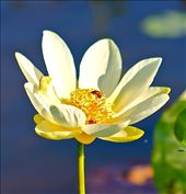 Crawling Over the Colours: by maybeitsmikala, Views[229]