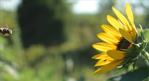 Anticipating the Distance 