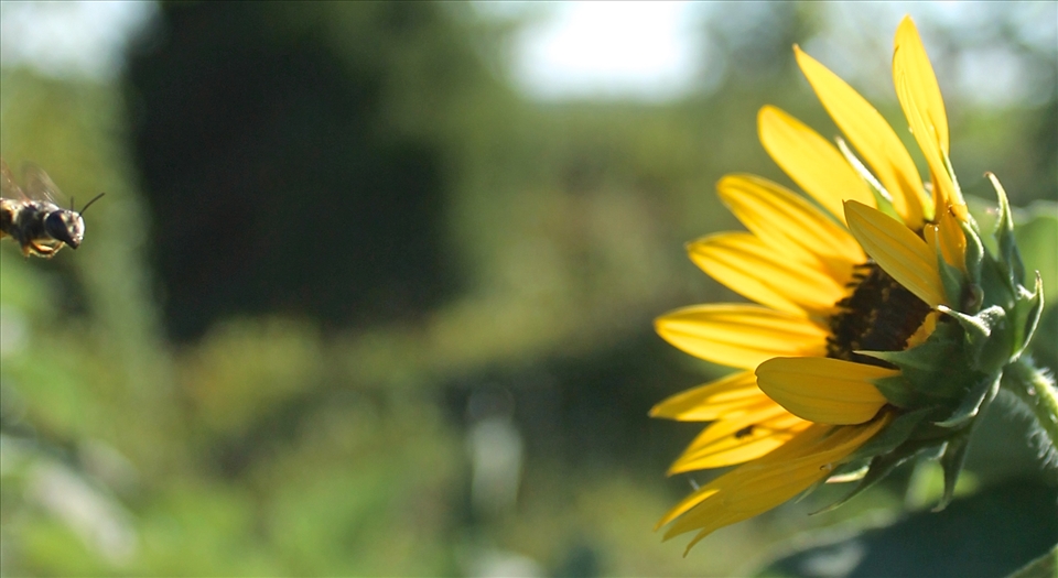 Anticipating the Distance 