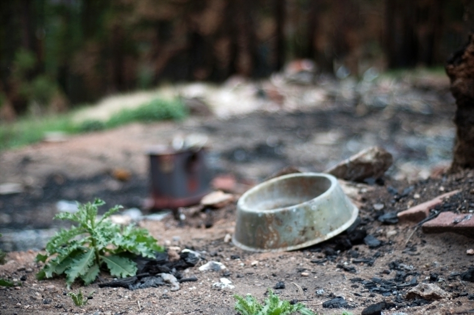 A dog bowl found lying near a cement foundation that used to be a house.