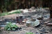 A dog bowl found lying near a cement foundation that used to be a house.: by mccarverk, Views[376]