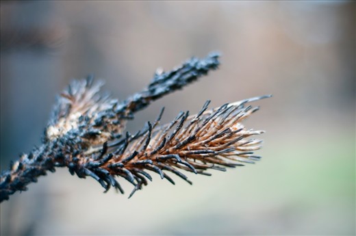 Burnt pine
