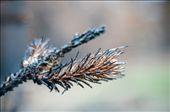 Burnt pine: by mccarverk, Views[152]