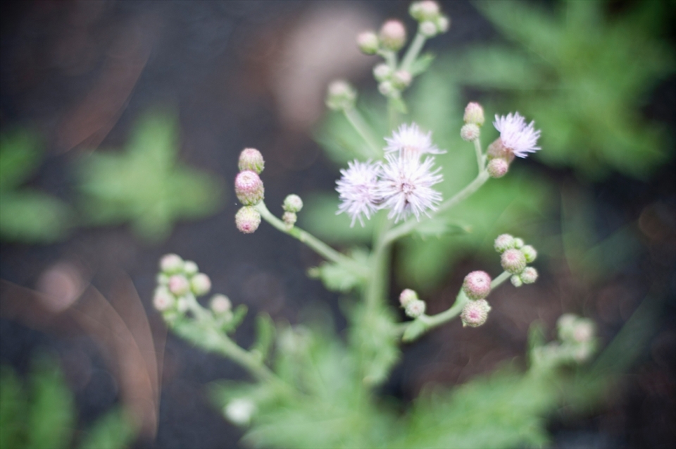 Vegetation surrounded by the burnt landscape