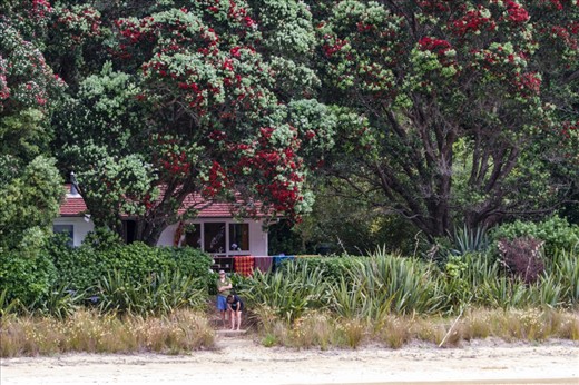 Many of the inhabited islands are privatly owned and the nornmal sole occupants of the islands are caretakers, here seen waiting for their post / supplies delivery for the day. Note the beautiful red Pohutukawa trees in full bloom, a common and prolific sight in the islands and NZ during summer.