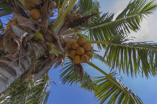 In Samoa the coconut tree is known as the “Tree of Life”. It is reported that the coconut tree has helped to sustain life in Samoan Islands more than any other plant. Both in local uses and as export products, such as Copra, coconut cream and the whole coconut. In the early 1980’s coconut tree exports amounted to around 58% of the value of Samoan exports. There has been declines but currently there is a healthy come back, and again the tree is seen as a potential source of economic livelihood.