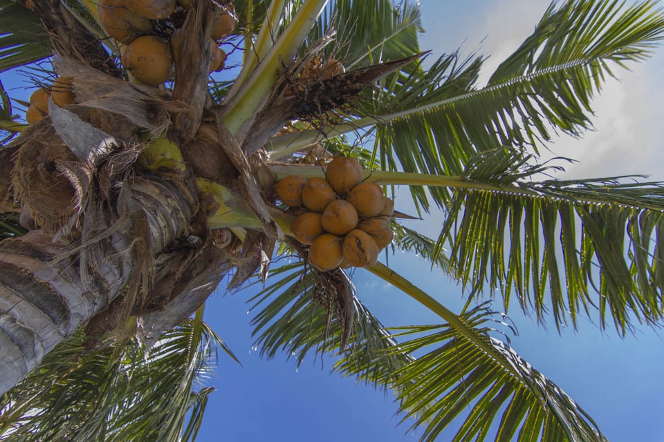 In Samoa the coconut tree is known as the “Tree of Life”. It is reported that the coconut tree has helped to sustain life in Samoan Islands more than any other plant. Both in local uses and as export products, such as Copra, coconut cream and the whole coconut. In the early 1980’s coconut tree exports amounted to around 58% of the value of Samoan exports. There has been declines but currently there is a healthy come back, and again the tree is seen as a potential source of economic livelihood.