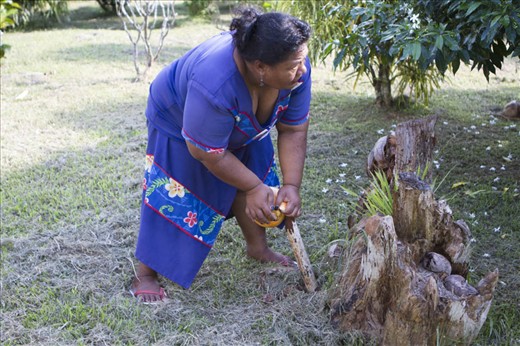 Practically every part of the tree, can be used by the Islanders, trunks, leaves, mid ribs, husks, husk fibers, shells and the nuts themselves. Here a local “husks” a “nut” using the traditional methods, piercing the husk with a stake and pealing away the husk from the better known brown hard shelled nut. Plaited sennit rope called ʻAfa is made from the husk. They are soaked in fresh water for 4-5 weeks then old men or women beat the husk to separate the fibres. After a further washing fibres are tied together in bundles and dried in the sun, then manufactured into sennit by plaiting, a task usually done by elderly men or matai, and performed at their leisure.