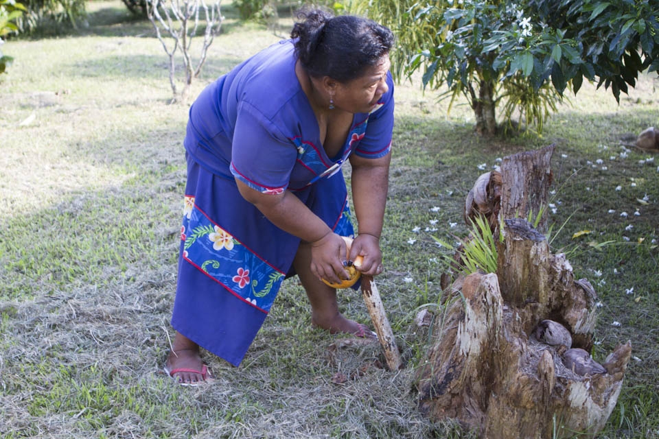 Practically every part of the tree, can be used by the Islanders, trunks, leaves, mid ribs, husks, husk fibers, shells and the nuts themselves. Here a local “husks” a “nut” using the traditional methods, piercing the husk with a stake and pealing away the husk from the better known brown hard shelled nut. Plaited sennit rope called ʻAfa is made from the husk. They are soaked in fresh water for 4-5 weeks then old men or women beat the husk to separate the fibres. After a further washing fibres are tied together in bundles and dried in the sun, then manufactured into sennit by plaiting, a task usually done by elderly men or matai, and performed at their leisure.