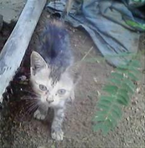 The Courageous Kitten 