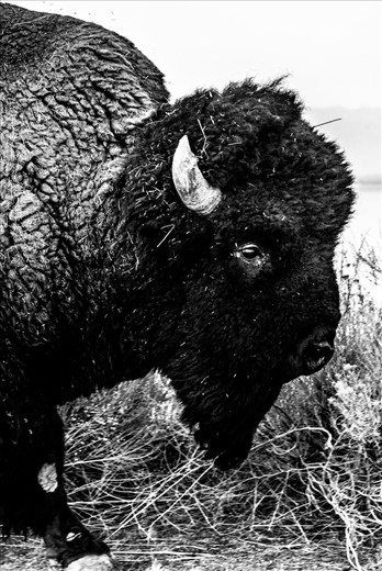 Bison portrait in Antelope Island State Park (Utah) 

In Antelope Island you will find between 600 and 700 bisons like this. But, as they look very quiet and slow, beware of their wildness. they don't like tourist to come too close and too noisy and can be very dangerous. 