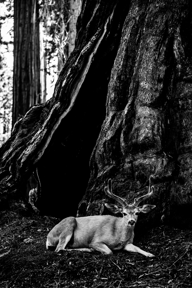 Pregnant mule deer in Sequoia National Park (California)

If you go a bit further than the original trail, just having few steps more in the bushes of Sequoia Park, you can find some quiet wildlife scene. This pregnant mule deer have a rest on the bottom of a sequoia. Cross her eyes is an experience that you cannot forget. It's all about trust and respect.