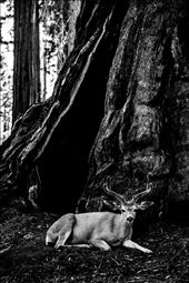 Pregnant mule deer in Sequoia National Park (California)

If you go a bit further than the original trail, just having few steps more in the bushes of Sequoia Park, you can find some quiet wildlife scene. This pregnant mule deer have a rest on the bottom of a sequoia. Cross her eyes is an experience that you cannot forget. It's all about trust and respect.: by mdl38, Views[466]