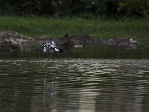 180 HEAD TURN AT FLYING-After diving in water,kingfisher needs to remove water o