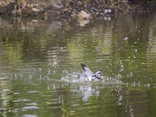 King Of Fishing-This pic describes meaning of its name.This shot was taken with 