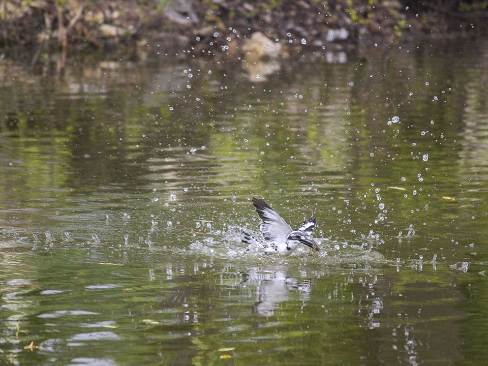 King Of Fishing-This pic describes meaning of its name.This shot was taken with 