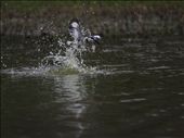 Kingfisher in water splash-When kingfisher dives in water, theres beautiful wate: by meet, Views[216]