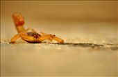 One of the deadliest scorpions of Asia: by meetpoddar, Views[782]