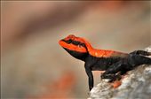 Peninsular Rock Agama in breeding colors: by meetpoddar, Views[1243]