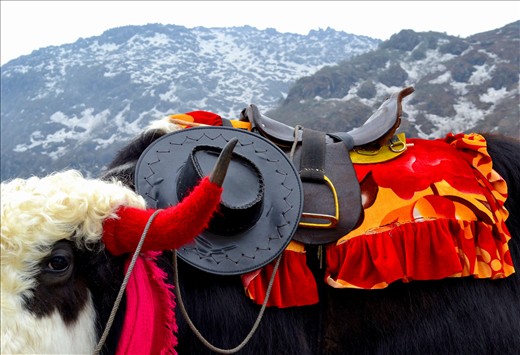 A decorated yak for human rides. 